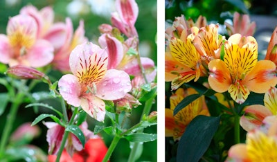 alstromeria perennial plants 2 colors
