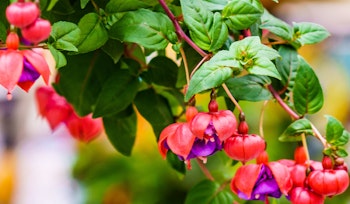 fuchsia hanging basket