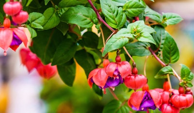 fuchsia hanging basket