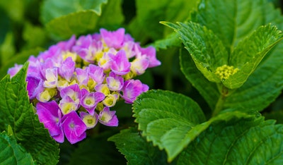 hydrangea shrub pinkish purple blooms