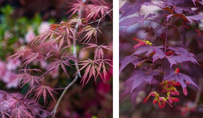 japanese maple trees - 2 varieties
