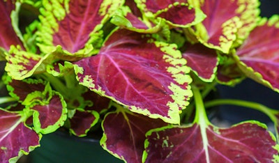 coleus