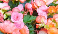begonias begonias