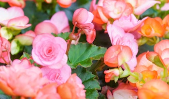 begonias