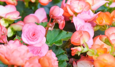 begonias