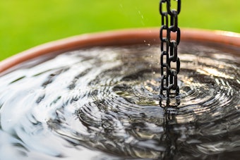 Rainwater being harvested in a bucket with rain chains.