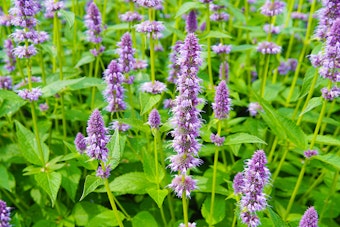 Purple blooming agastache.