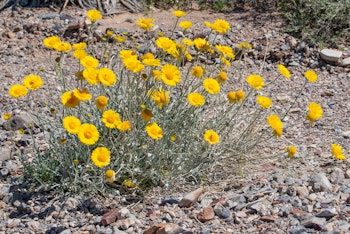 Desert Marigolds.