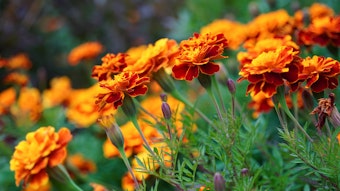 Marigolds