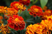 Marigolds
