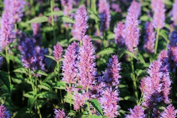 agastache, hummingbird mint or hyssop perennial