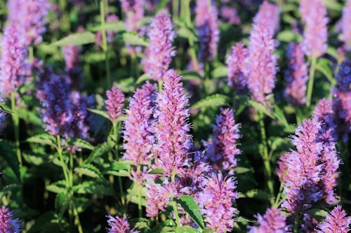agastache, hummingbird mint or hyssop perennial