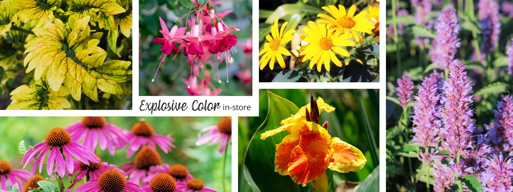 assorted perennials with explosive color found in-store