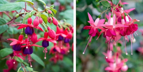 fuchsia assorted perennials