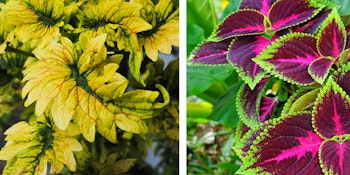 assorted coleus