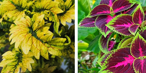 assorted coleus