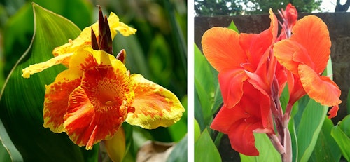 assorted cannas