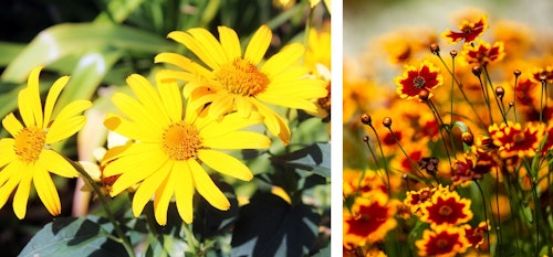 coreopsis or tickseed perennials - assorted varieties