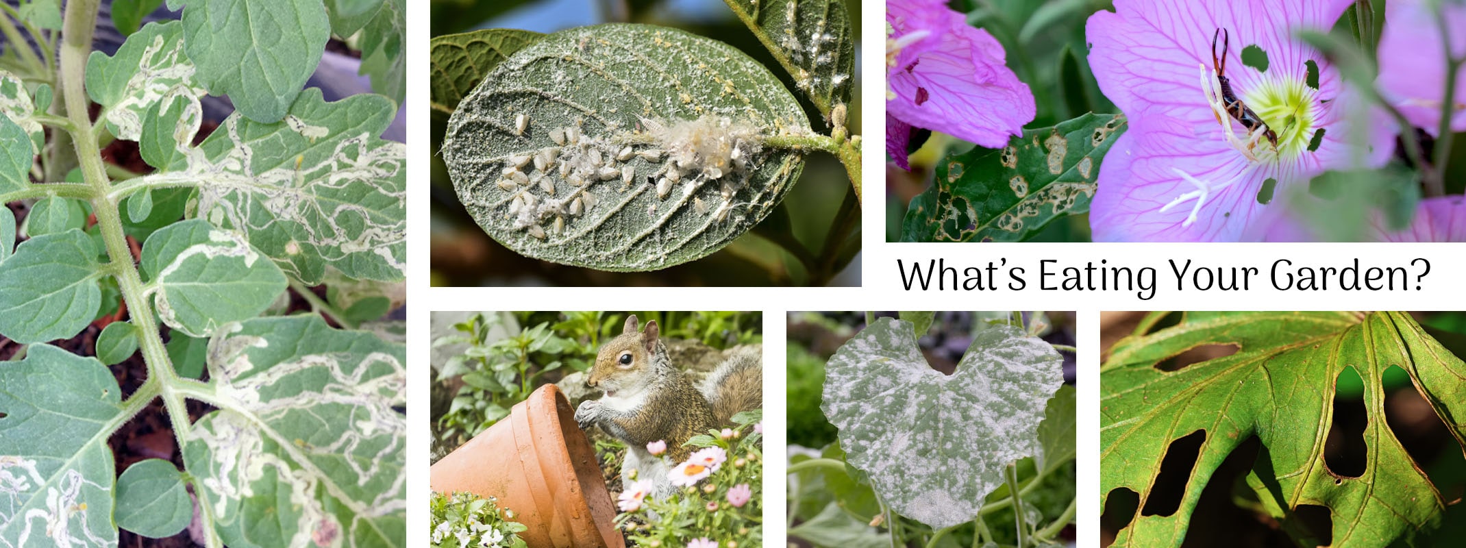 plants being eaten by insects, squirrels, earwigs, leaf minors, covered with powedery mildew - with the title what's eating your garden