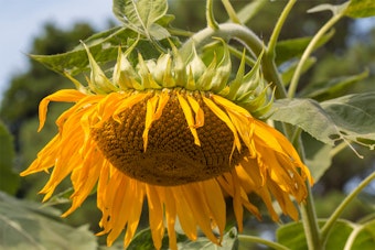 Wilting sunflower in the garden.