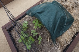 Shade cloth in part of raised vegetable garden.