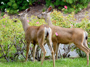 2 large deer in the front yard of someone's home