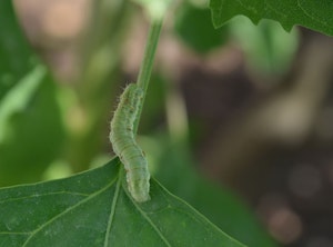 cabbage looper moving on a leaf