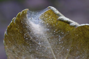 mites destroying plant leaf