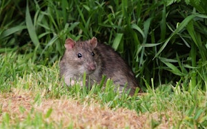 rat in the garden