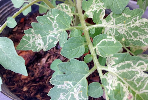 leaf destroyed by leaf miners