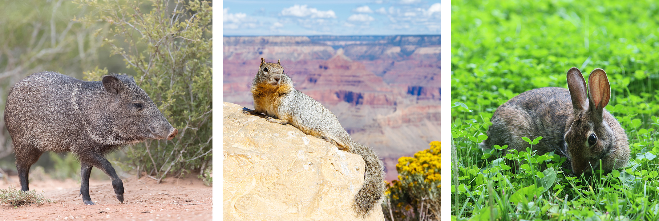 A javelina, a squirrel and a rabbit.