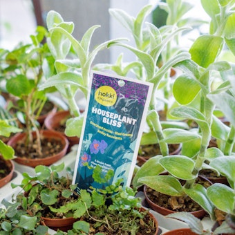 hakki Organics - Houseplant Bliss with a healthy houseplant.