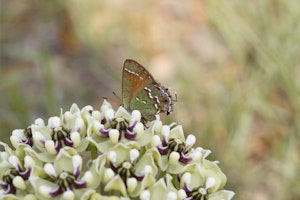 A green butterfly on Antelope Milkweed.