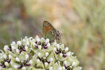 A green butterfly on Antelope Milkweed.
