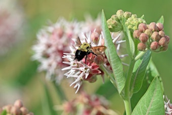 A closeup of a bumble bee on Showy Milkweed flowers.