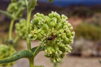 A closeup of Desert Milkweed with a bee on it.