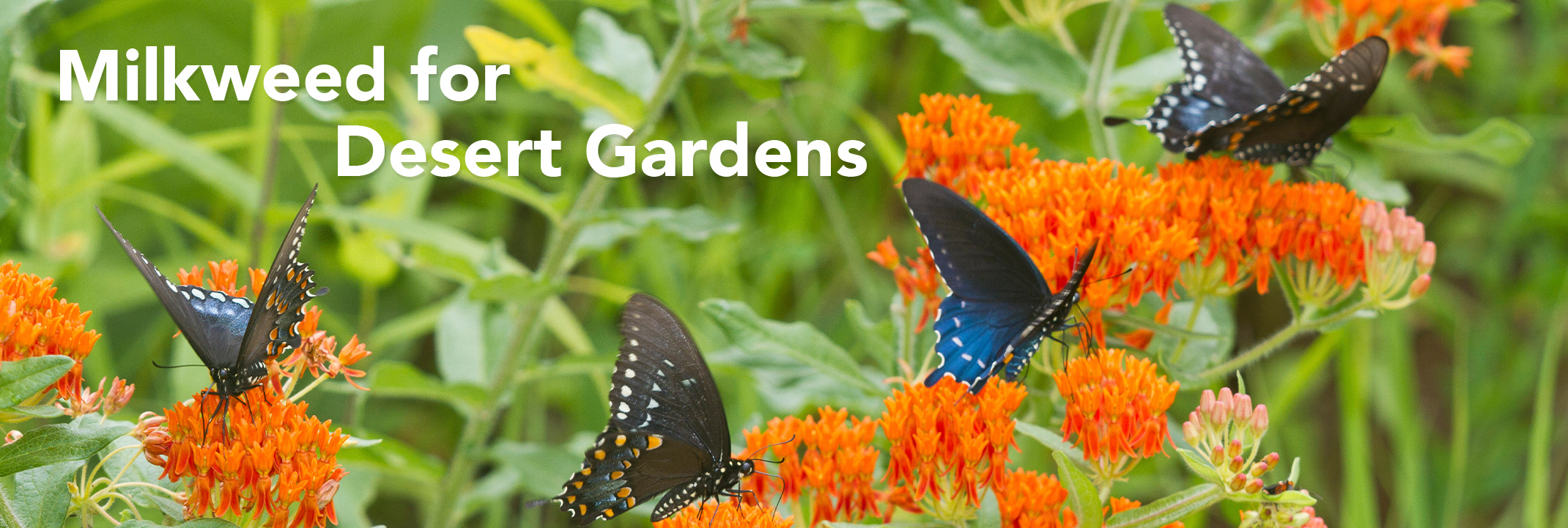 Milkweed with multiple butterflies on it and text that reads "Milkweed for Desert Gardens" in white on the picture.