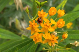 Lady bug, aphids and milkweed - part of the natural lifecycle.