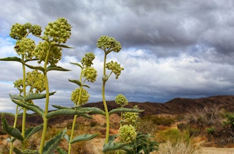 Desert Milkweed (asclepias erosa) growing in the desert.