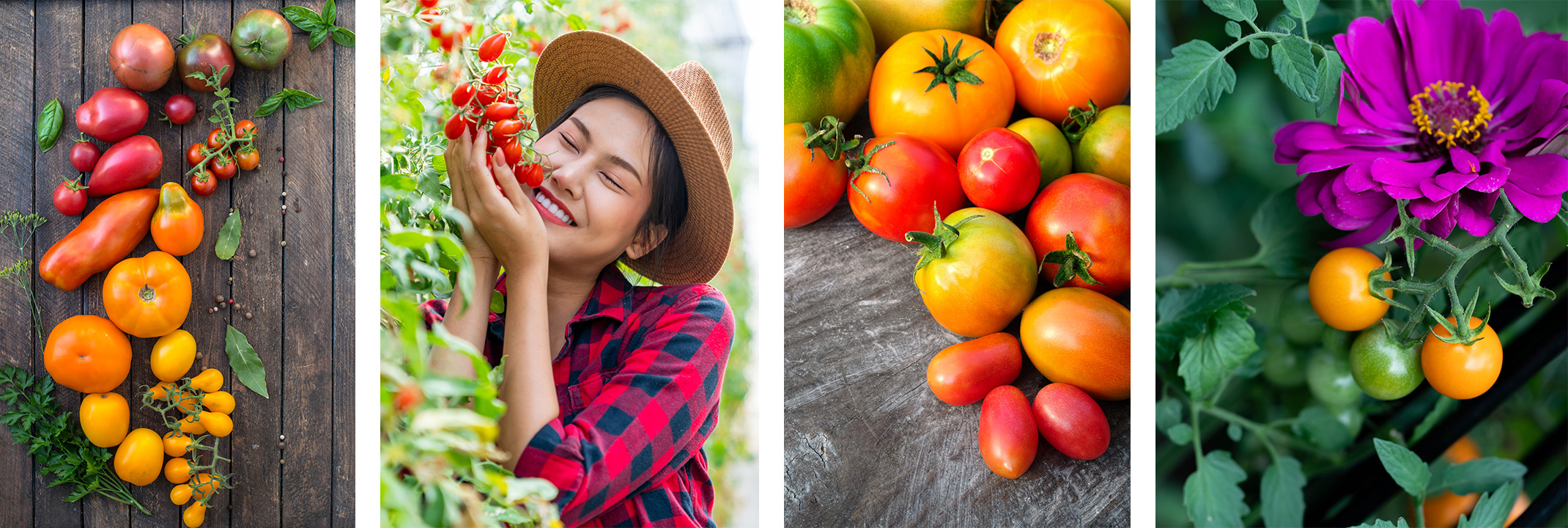 Numerous pictures of a variety of tomatoes, one with a woman cuddling up to them growing on the vine, another with a purple flower.