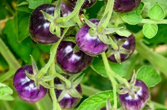 Black Strawberry Tomatoes growing on the vine.