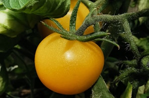 Yellow Taxi tomato on the vine.