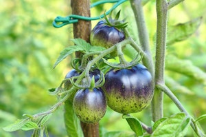 Dark Galaxy Tomatoes Dark Galaxy tomatoes growing on the vine.
