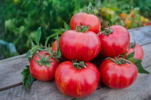 A group of Berkeley Tie Dye Pink tomatoes.