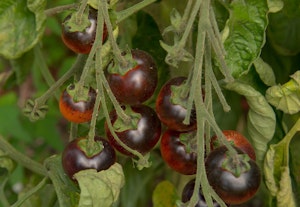 Indigo Cherry Drop tomatoes growing on the vine.