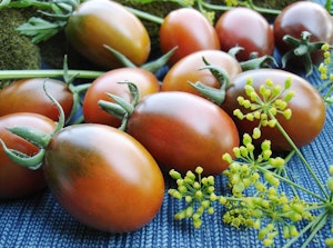 A bunch of Chocolate Cherry tomatoes on a table.