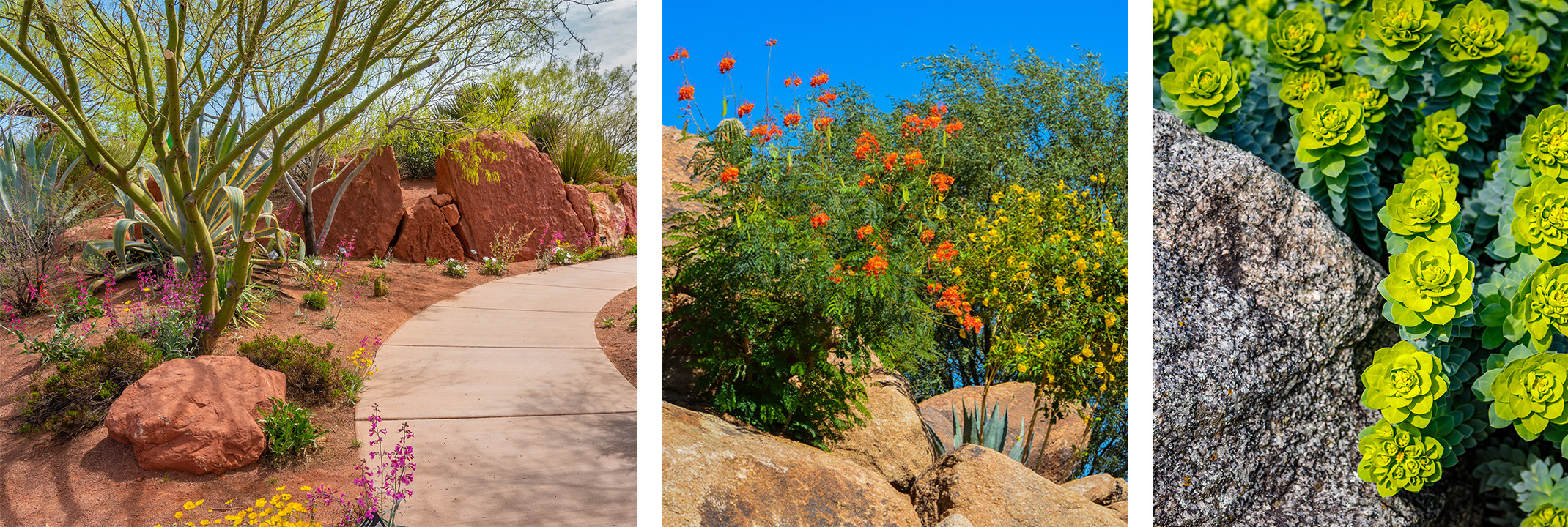 Low water use plants, trees and groundcovers.