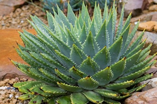 spiral aloe in rocky landscape