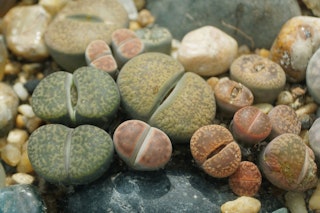 lithops succulents