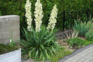yucca plant in landscape